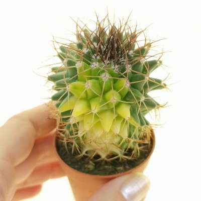 Mammillaria rhodantha f. variegata