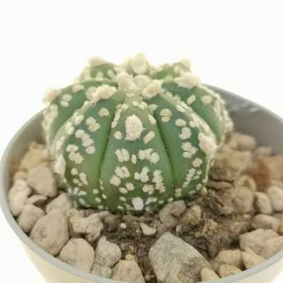 Astrophytum asterias hybrid (cv. Hanazono) (CITES) - Giromagi