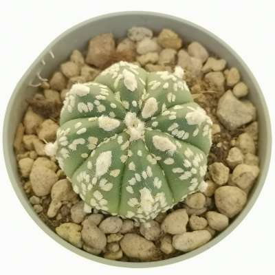 Astrophytum asterias hybrid (cv. Hanazono) (CITES) - Giromagi