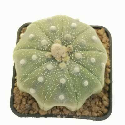 Astrophytum asterias hybrid (Star shape) (CITES) - Giromagi