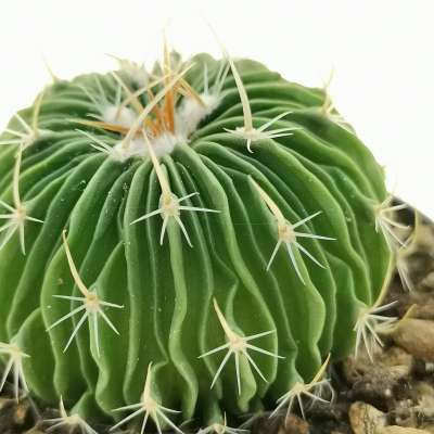 Echinofossulocactus multicostatus - Giromagi