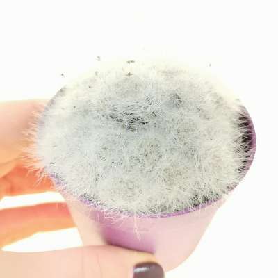 Mammillaria glassii