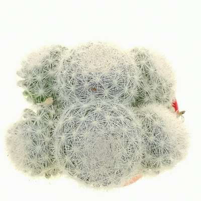Mammillaria candida f. politomica - Giromagi