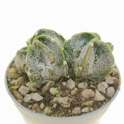 Astrophytum myriostigma cv. Fukuryu (type B) f. dicotomica - Giromagi