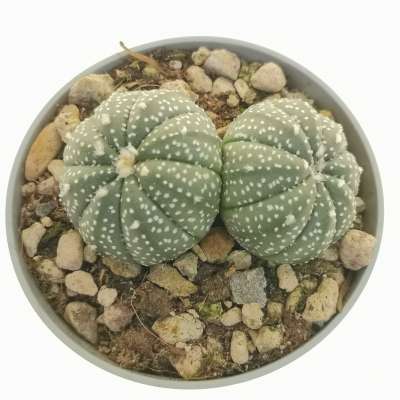 Astrophytum asterias hybrid f. dicotomica (CITES) - Giromagi