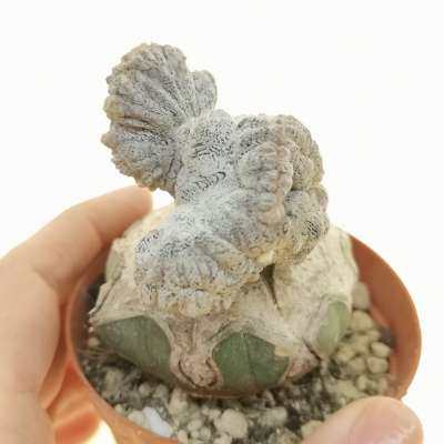 Astrophytum myriostigma cv. Onzuka f. crestata mostruosa