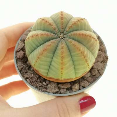 Euphorbia obesa f. variegata (Rare form)