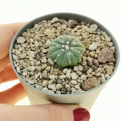 Astrophytum asterias hybrid (Star shape) (CITES)