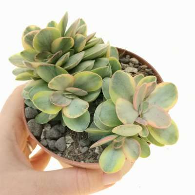 Crassula 'Money Maker' f. variegata