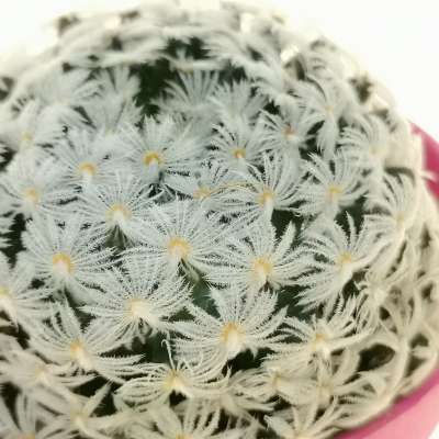 Mammillaria duwei - Giromagi