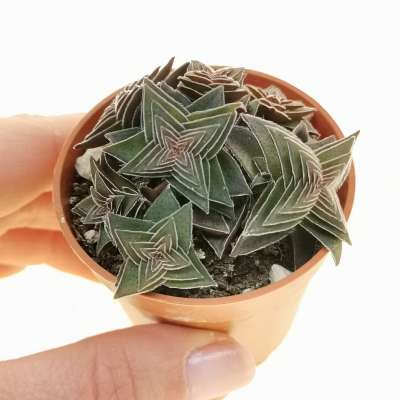 Crassula capitella subs. thyrsiflora