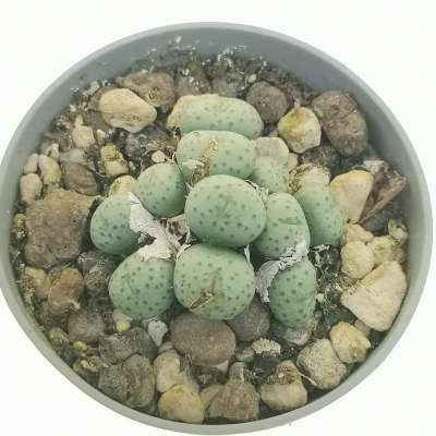 Conophytum flavum ssp. novicium (loc. Hangraal) - Giromagi
