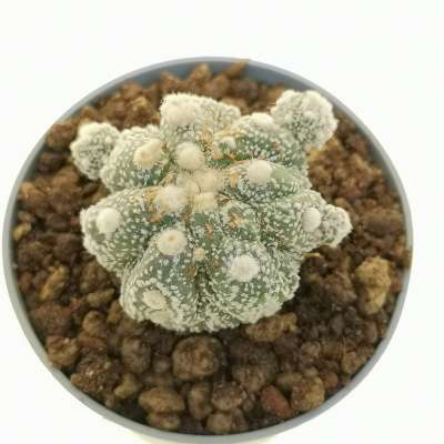 Astrophytum asterias hybrid (cv. Mamma Kikko) (CITES) - Giromagi