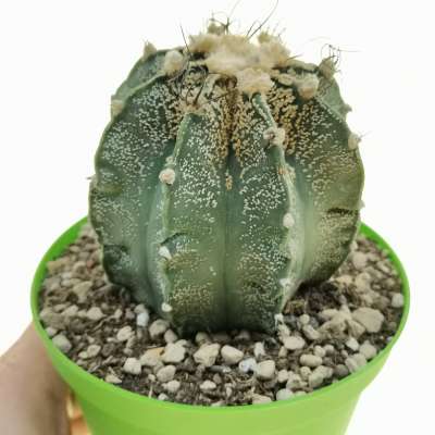 Astrophytum asterias hybrid (CITES)
