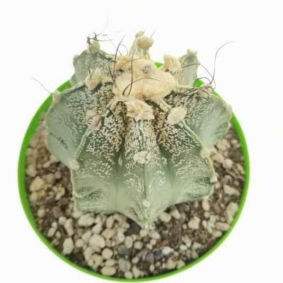 Astrophytum asterias hybrid (CITES) - Giromagi