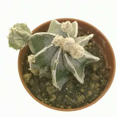 Astrophytum myriostigma cv. Hakuun Haku-jo  f. prolifera - Giromagi