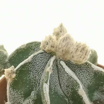 Astrophytum myriostigma cv. Hakuun Haku-jo  f. prolifera - Giromagi