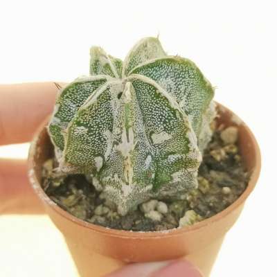 Astrophytum hybrid (myriostigma cv. Onzuka x Ornatum) cv. Hakuun