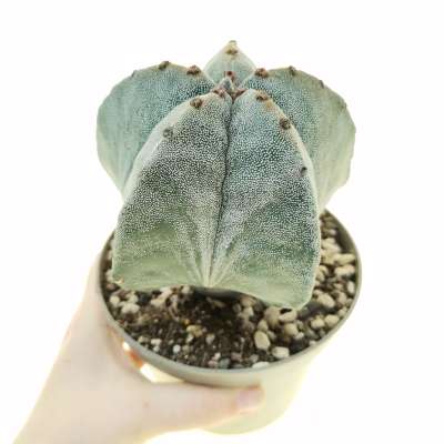 Astrophytum myriostigma