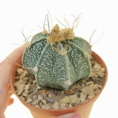 Astrophytum capricorne subs. senile