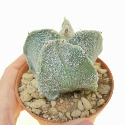 Astrophytum myriostigma