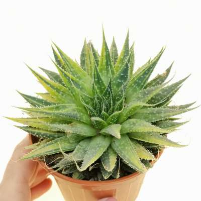 Aloe aristata f. variegata