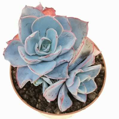Echeveria 'Afterglow' - Giromagi