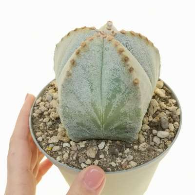 Astrophytum myriostigma