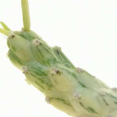 Opuntia subulata f. variegata - Giromagi