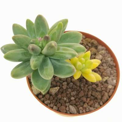 Pachyphytum 'Chiseled Stones' f. variegata - Giromagi