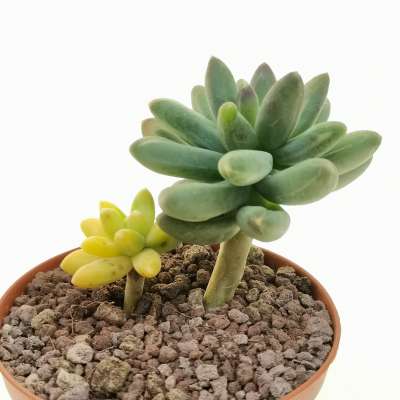 Pachyphytum 'Chiseled Stones' f. variegata - Giromagi