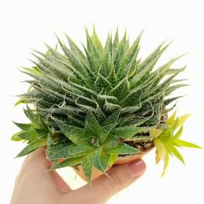 Aloe aristata f. variegata