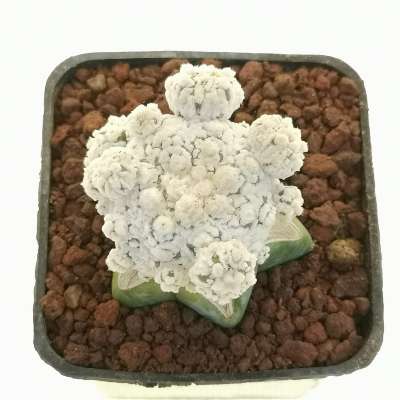 Astrophytum asterias hybrid f. prolifera (Superkabuto Snow Type) (CITES) - Giromagi