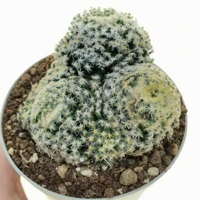 Mammillaria schiedeana