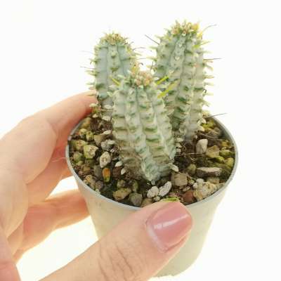 Euphorbia mammillaris f. variegata