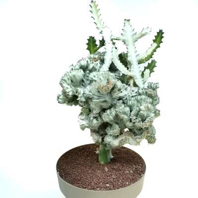 Euphorbia lactea cv. White Ghost f. crestata