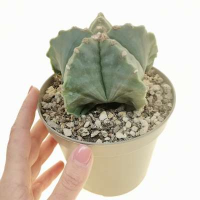 Astrophytum myriostigma cv. Kikko nudum