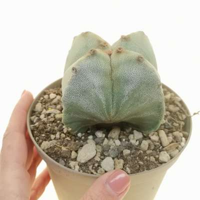 Astrophytum myriostigma var. quadricostatum