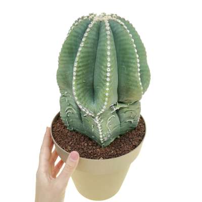 Astrophytum myriostigma cv. Fukuryu (type B) var. strongylogonum
