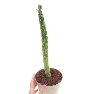 Opuntia subulata f. variegata