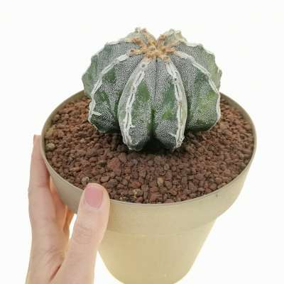 Astrophytum myriostigma cv. Fukuryu Haku-jo multicostatum irregular ribs