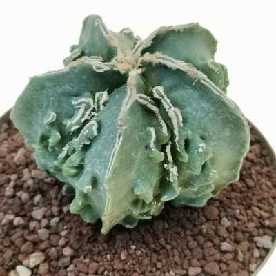 Astrophytum myriostigma cv. Hanakago