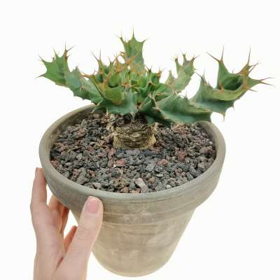 Euphorbia tortirama