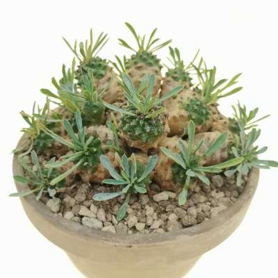 Euphorbia cv. Cocklebur - Giromagi