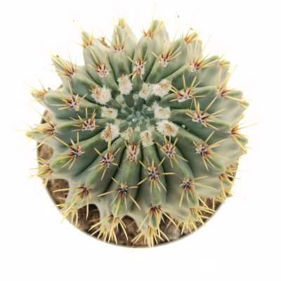 Notocactus buiningii - Giromagi