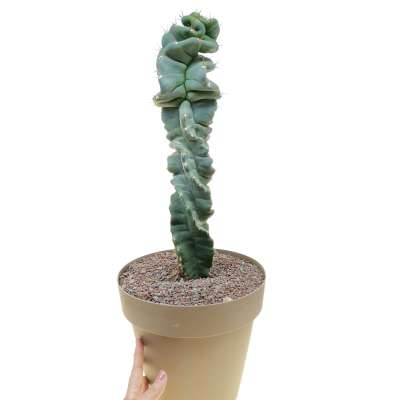 Cereus forbesii cv. Spiralis