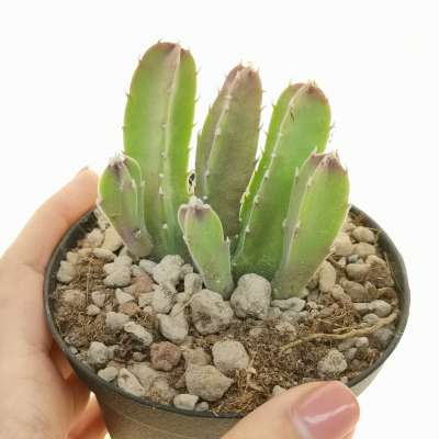 Stapelia hirsuta