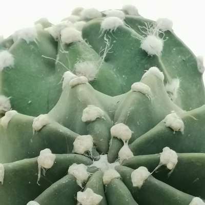 Echinopsis subdenudata - Giromagi