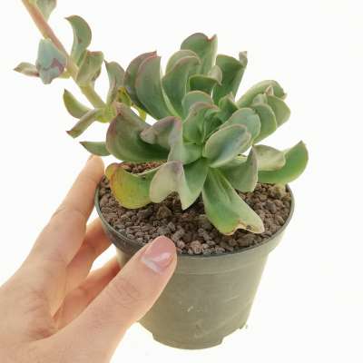 Echeveria 'Dark Vader' - Giromagi