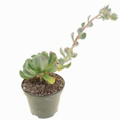 Echeveria 'Dark Vader' - Giromagi